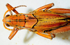 2012. male, dorsal view. Depicts CollectionObject 1564546; bc6fd94f-92f7-41cd-9a1a-7e71d50f5f7d, a CollectionObject.