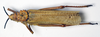 CollectionObject 1501032; d9e06058-5cd8-4bbc-9128-a36c1b7437de: female, dorsal view (holotype). (CollectionObject).
