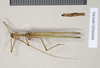 CollectionObject 1563897; f705f437-bad1-41fd-acc8-863f03dff2e0: copyright Natural History Museum, London. male (paralectotype). (CollectionObject).;CollectionObject 1563898; 1d1172e3-5c6c-4e2e-80eb-12dffc110707: copyright Natural History Museum, London. male (paralectotype). (CollectionObject).