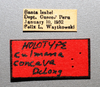 Other: Male holotype [NCSU]: labels. (Observation).