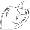 Pygofer, lateral view on Empoasca (Empoasca) guttiformis Cunningham & Ross, 1965: Genital capsule, lateral view. (Observation).