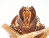 Terminalia, in situ on Delphacodes caerulatus Beamer, 1947: (Observation).
