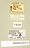 Ancaudellia hamifera (Hanitsch, 1930): Copyright Natural History Museum, London. Labels from non-type (male nymph) in BM(NH). (Otu).