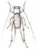 Pl. XI, Fig. 105 A. male, dorsal view. Depicts Pseudomogoplistes squamiger (Fischer, 1853), an Otu.