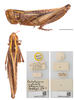 CollectionObject 1597180; 32fddac2-9b5c-4861-819a-87d280bae640: female, dorsal and lateral view (paratype of C. pulcher abyssinicus). (CollectionObject).
