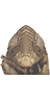 Head: !! display not done !! on Aparaphysis lushuiiensis Duan & Zhang, 2013: Face. (Observation).
