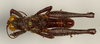 CollectionObject 1541186; ac7bd828-c7c4-4806-a3d5-31b1350a1b99: male, dorsal view (holotype). (CollectionObject).
