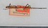 CollectionObject 1559010; b1b7af32-929c-4341-b187-0c427688e1ac: copyright USNM, Washington. (CollectionObject).;CollectionObject 1559011; 4b79db5f-56ee-41d9-945c-417a68134647: copyright USNM, Washington. (CollectionObject).