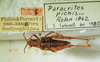 CollectionObject 1498694; d315aa8c-f889-46fa-b174-2a7894671064: female with labels, dorsal view. (CollectionObject).