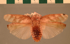 Stictolampra concinnula (Walker, 1869): Copyright UMO, Oxford. Type, dorsal view. (Otu).
