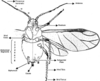 Habitus, dorsal view.: Morphological Characters of Aphis. (Observation).