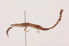 CollectionObject 2052028; NHMUK015982261, 316e2c82-113d-4b60-8588-7b2d50567c3c: female, lateral view (paralectotype). (CollectionObject).
