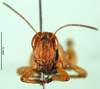 CollectionObject 1501517; c8458b68-86e5-40cf-ad7d-7eb92ad40683, DORSA BA000547S01: female, frontal view (holotype). (CollectionObject).