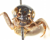 Modicogryllus (Modicogryllus) algirius finoti Chopard, 1967: male, face (Type). (Otu).