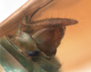 Ovipositor on Cordela rubra Gnezdilov, 2019: (Observation).
