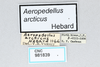 CollectionObject 2775457; eefbc6ab-af10-4f3d-a3ec-6bdd232b46a1, CNCI 981839: Aeropedellus arcticus. (CollectionObject).
