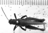 CollectionObject 1523991; 3409b3d8-6e93-462d-907a-9dbda1ea798f: Image Carbonell, C.S. male, dorsal view (syntype). (CollectionObject).