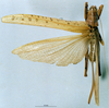 CollectionObject 1516180; 11912f8e-95c4-4dae-b333-d8314e17b608: female habitus dorsal view (holotype). (CollectionObject).