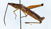 CollectionObject 1507512; 0815588d-f325-4ef1-a013-7e87d84f0b2f: holotype male lateral view. © Bernice P. Bishop Museum, Honolulu, photo Ricardo Mariño-Pérez, 2023. (CollectionObject).