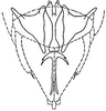 Subgenital plate: !! display not done !! on Bandara (Bandara) johnsoni (Van Duzee, 1894): genital capsule, ventrally. (Observation).