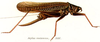 Axylus castaneus Stål, 1877: female habitus. (Otu).
