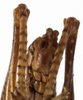 CollectionObject 1529604; 8e7a18f8-de4b-430b-9ae8-31db43098ddd: male subgenital plate (syntype of Anthracites kilimandjaricus). (CollectionObject).