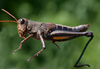 Dichromatos schrottkyi (Rehn, 1918): female. (Otu).