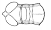 Abracris dilecta Walker, 1870: Fig. 2A. head and pronotum, dorsal view. (Otu).