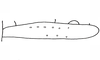Leptopteracris nigra Carbonell & Descamps, 1978: Fig. 18. Mâle, élytre/ Male, tegmen. (Otu).