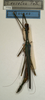 CollectionObject 1560316; NMW 1125, 4b1b4d81-a1fa-4d92-b540-9b370c4dbf69: copyright NMW, Vienna. female (syntype). (CollectionObject).