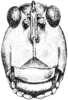 Nomotettix cristatus cristatus (Scudder, 1862): Fig. 12. female, head, facial view. (Otu).