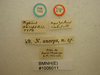 CollectionObject 1594126; 23ae9f0b-52ef-4de6-a765-c6f351f81654: Nysius anceps White,1878 Syntype [labels[ (CC BY-NC 3.0) Attribution: © The Natural History Museum. Photograph: Tristan Bantock. (CollectionObject).