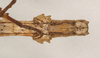 CollectionObject 1560444; NHMUK(SF IMPORT DUPLICATE) 844577, ad9baf68-982f-41ee-9e1a-5bb1f7de0cc5: copyright Natural History Museum, London. Ocnophila ornatissima female nymph: end of abdomen, ventral view (paralectotype). (CollectionObject).