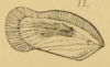 Forewing: !! display not done !! on Seliza vidua (Stål, 1854): (Observation).