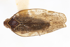 Habitus, dorsal view on Cixius dislogicus Kramer, 1981: (Observation).
