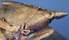 CollectionObject 1516843; 7afc90fe-5988-4104-a507-519a60e29f1c: male head and pronotum, lateral view (holotype). (CollectionObject).