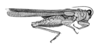 Morphopoides coriaceum Rehn, 1930: Pl. 3, Fig. 1 (after type). female habitus. (Otu).