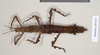 CollectionObject 1559196; 04b1808d-323a-4a0e-8c96-cdfdb5a7d908: copyright Natural History Museum, London. female (paralectotype). (CollectionObject).