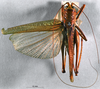 CollectionObject 1516155; b500d6db-ceed-4b6a-a5d3-5136e8d11258: female, dorsal view (holotype). (CollectionObject).