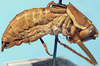 CollectionObject 1522427; 7d294174-a2f8-481d-90a4-399e2e8b2708: male, lateral view (holotype of Cacopteris sinuata Scudder). (CollectionObject).