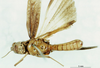 CollectionObject 1580243; c4729aa0-fd9b-4ac6-a82f-ea8daa2716e4: male, ventral view (paratype). (CollectionObject).