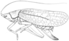 Fig. 2 A. female, lateral view (pronotum length 7 mm, tegmen 29 mm, hind femur 12 mm, ovipositor 10 mm). Depicts Tomias (Semiophygas) gerriesmithae Naskrecki, 2008, an Otu.