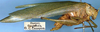 CollectionObject 1517552; 3e012e62-0682-462b-9ffd-b41a235a5740: male, lateral view (holotype). (CollectionObject).