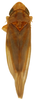 Habitus, dorsal view on Erythridula ilicis (Ross, 1953): Habitus (paratype, INHS collection). (Observation).