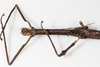 CollectionObject 1557375; 98316f9e-17c7-4057-927c-079d838bda87, NMW 667: copyrigight NMW, Vienna. female: head & thorax, ventral view of synonym Dyme ornata (holotype). (CollectionObject).