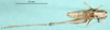 CollectionObject 1568277; b97dd1e7-4fa5-4c2d-a4cd-2af111a6a2fc: male, dorsal view (paratype). (CollectionObject).