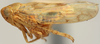 Habitus, lateral view: Neoaliturus (Circulifer) tenellus, lateral habitus (INHS). (Observation).