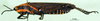 CollectionObject 1502326; 85a7f5a4-92a1-42e2-9296-7dfbc3f2c5a7: male, lateral view (paratype). (CollectionObject).