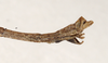 CollectionObject 1562186; a63acc98-9c60-4a9c-8f85-f0067c7ff579: copyright Natural History Museum, London. (CollectionObject).