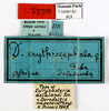 Deropeltis erythrocephala (Fabricius, 1781): CC BY-NC-ND 4.0/MNHN - Depraetere Marion - 2014. Type, female, of delalandi Saussure, 1864. Specimen number: MNHN-EP-EP903. http://coldb.mnhn.fr/catalognumber/mnhn/ep/ep903. (Otu).